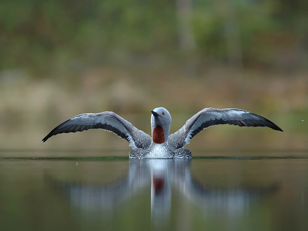 Kaakkuri, Red-throated Diver, Gavia stellata